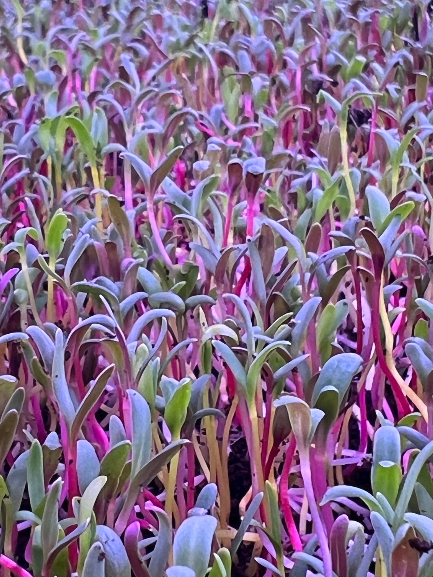 Rainbow Chard Microgreens