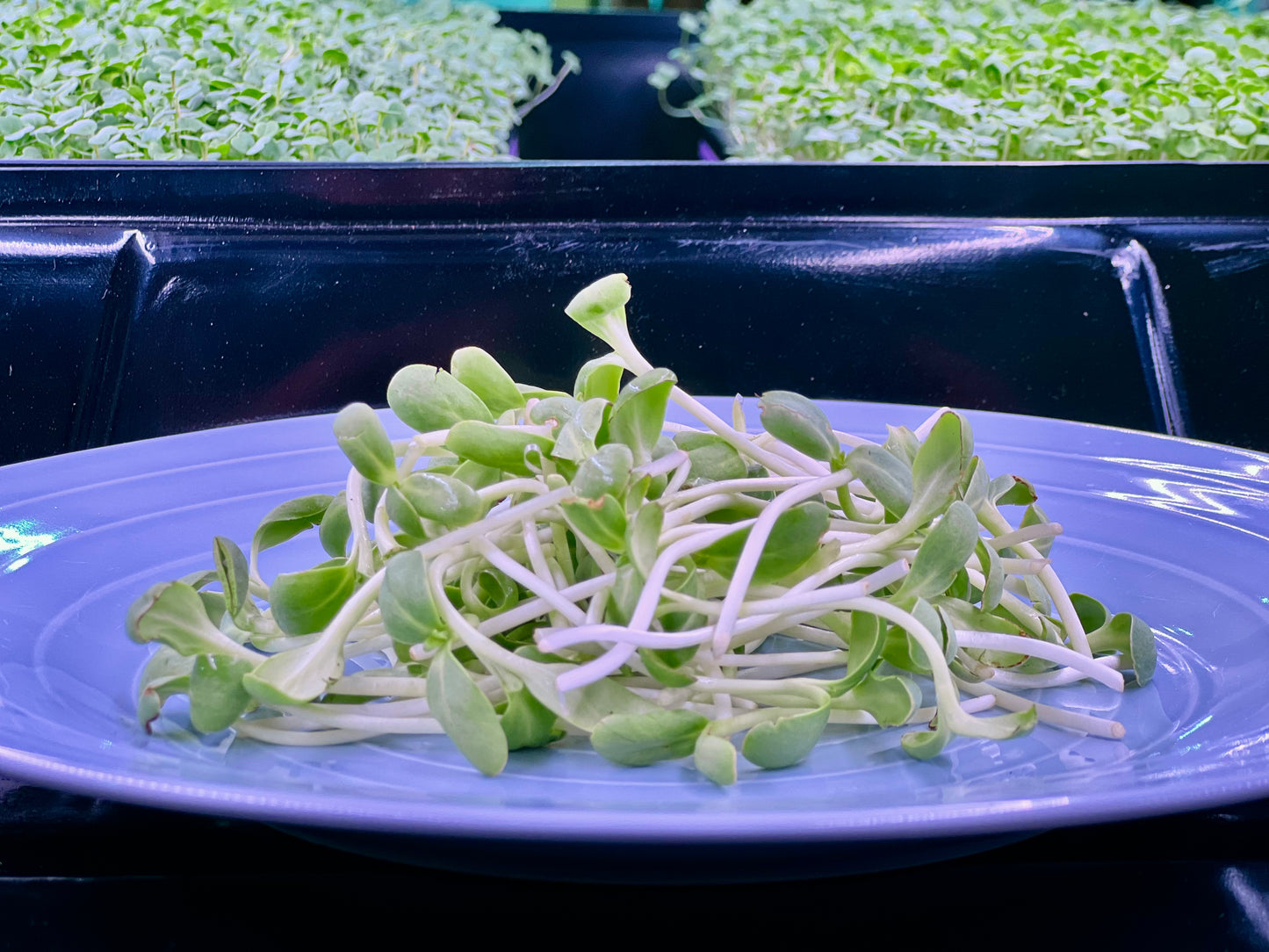 Sunflower Microgreens