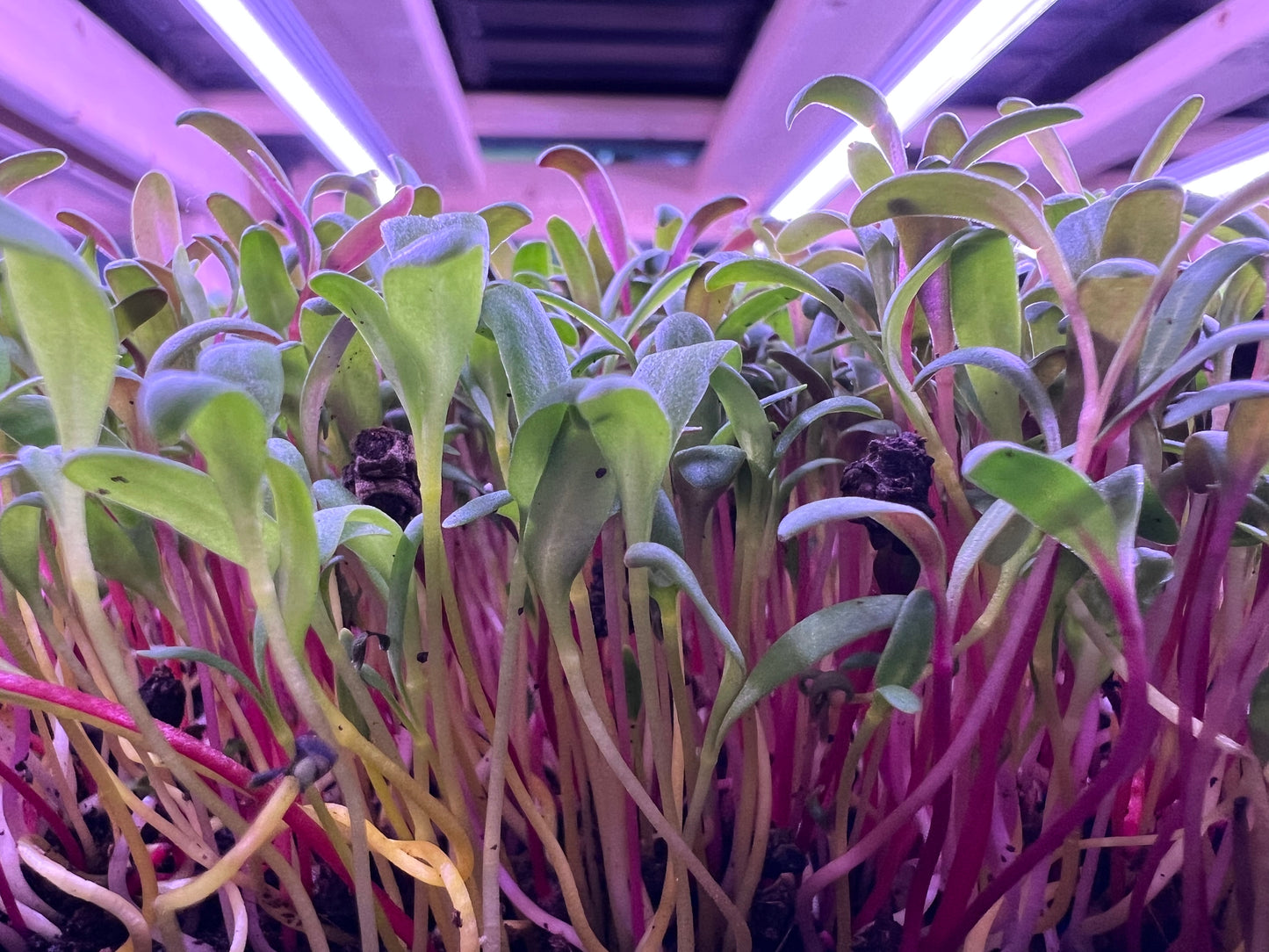 Rainbow Chard Microgreens