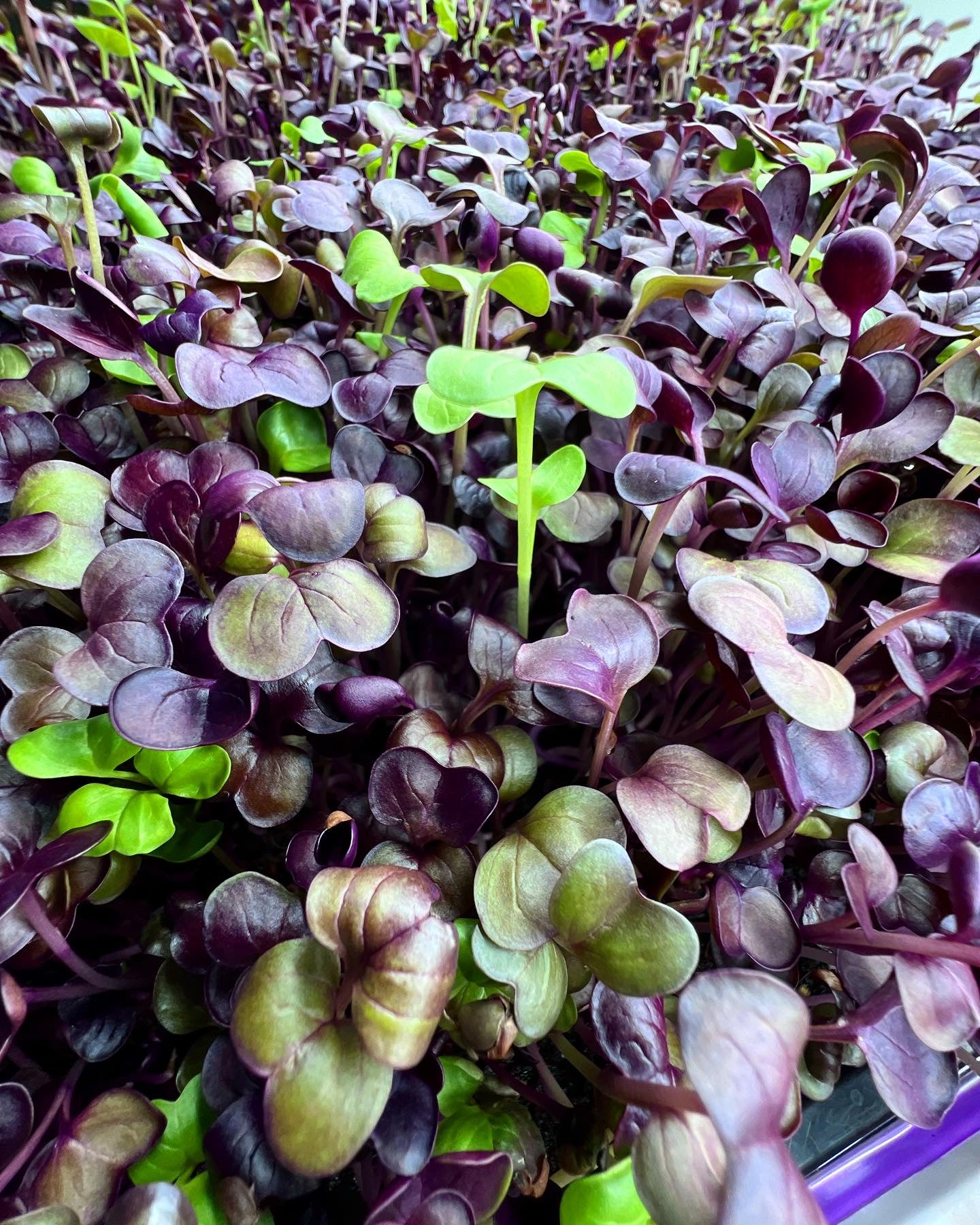 Super Radish Microgreens