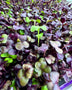 Super Radish Microgreens