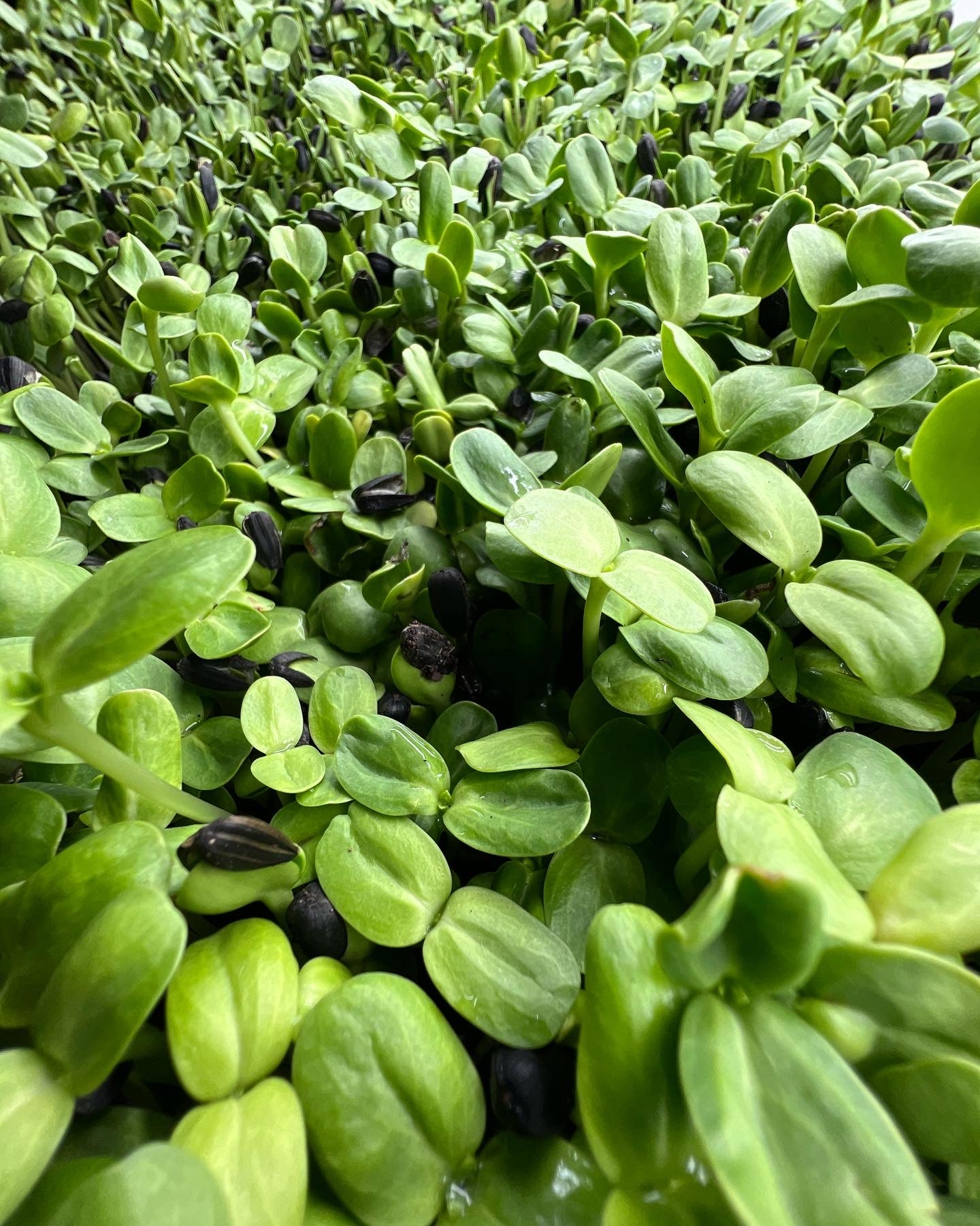 Sunflower Microgreens