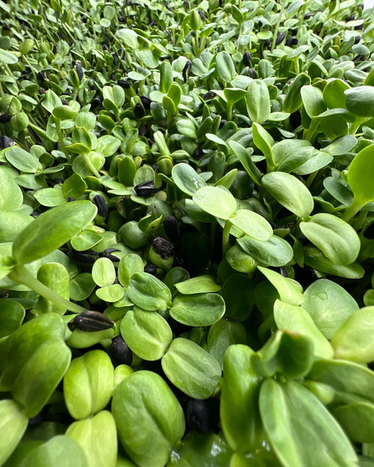 Sunflower Microgreens