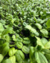 Sunflower Microgreens