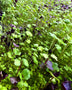 Super Spicy Microgreens