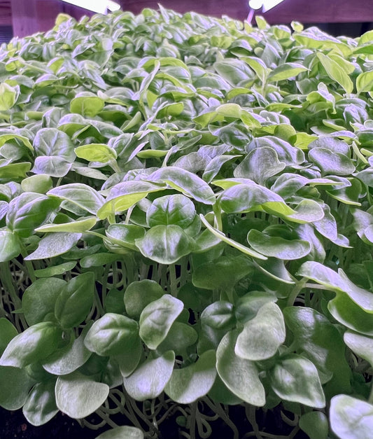 Basil Microgreens