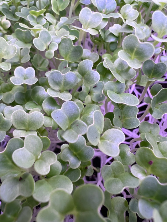 Wasabi Microgreens
