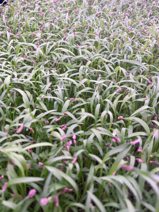 Carrot Microgreens