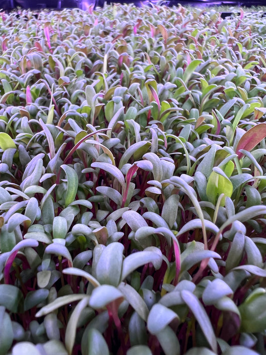 Rainbow Chard Microgreens