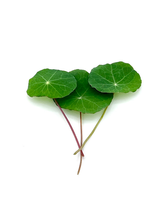 Nasturtium