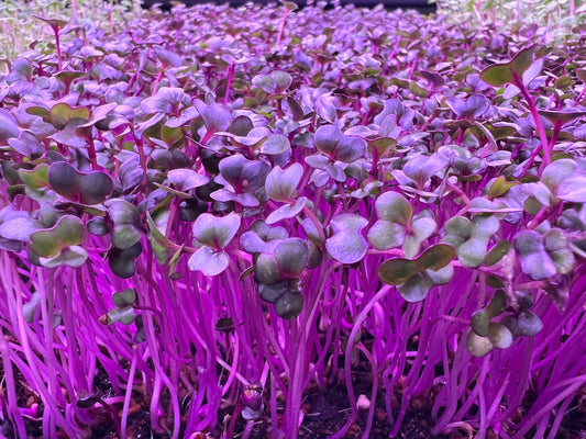 Red Acre Cabbage