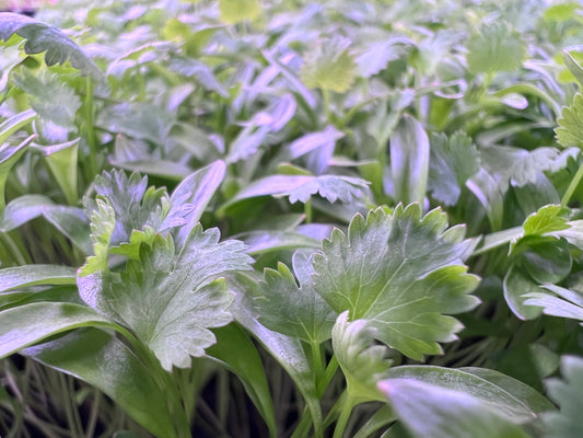 Cilantro Microgreens