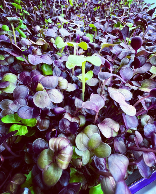 Super Radish Microgreens