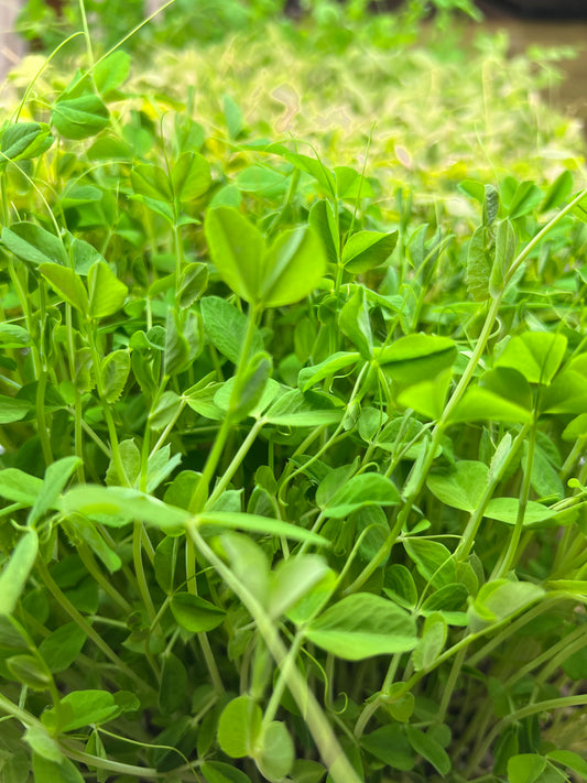 Speckled Pea Microgreens