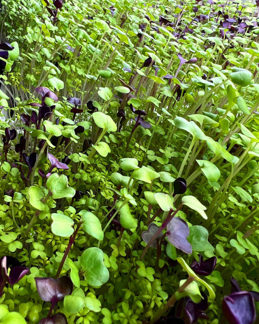 Super Spicy Microgreens